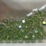 Peridot AB 6mm Round Crystal Beads